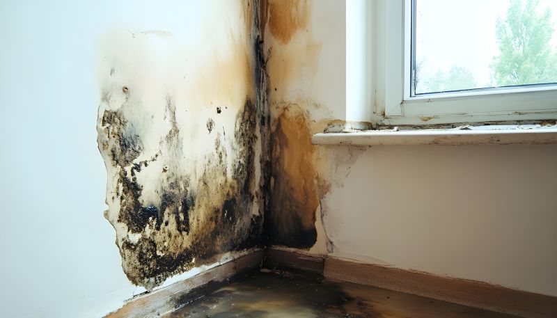 Attic Mold Removal in Bergen County, NJ