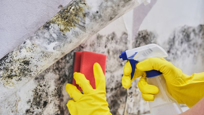 Basement Mold Removal in Jupiter, FL