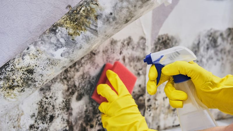 Garage Mold Remediation in Bergen County, NJ